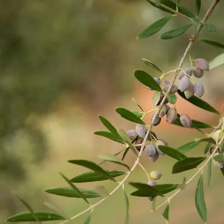 όμορφο παραθασυγκρότημα ενοικιαζόμενων καταλυμάτων ως ολόκληρος χώρος - Chrani, ελλάδαλάσσιο 別荘 チラニ